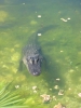 PICTURES/Tourist Sites in Florida Keys/t_Big Pine Key - Blue Hole Gator 1.JPG